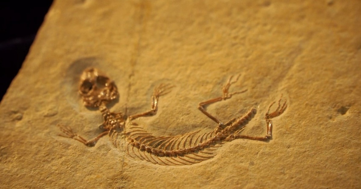 Der Eichstaettisaurus schroederi zieht um! tv.ingolstadt