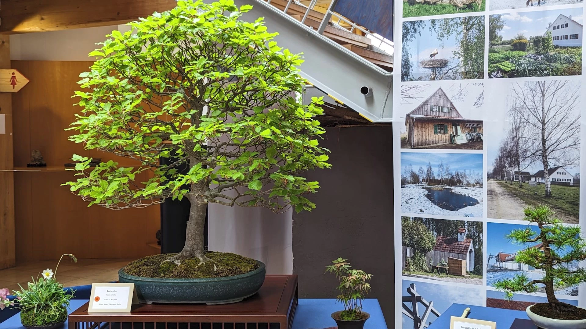 bonsai collection Bonsai Tree Bundle main image 1